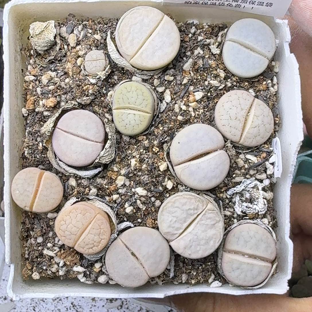 1608 哈哈哈哈哈哈哈哈哈哈哈哈