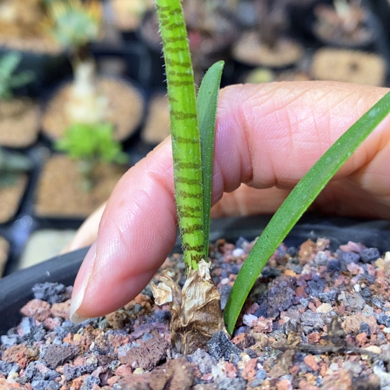 【闪购商品】毛毛豹纹血莲