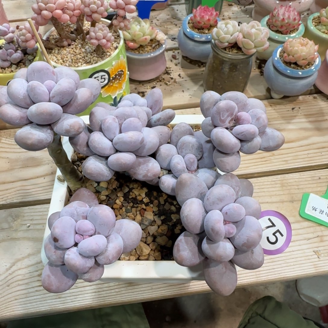 75烟美人奶酪老桩无砍多头