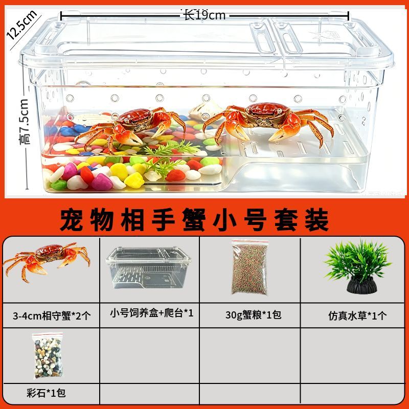 螃蟹宠物饲养套装观赏蟹饲养箱淡水活物相守蟹将军蟹迷你辣椒蟹蟹