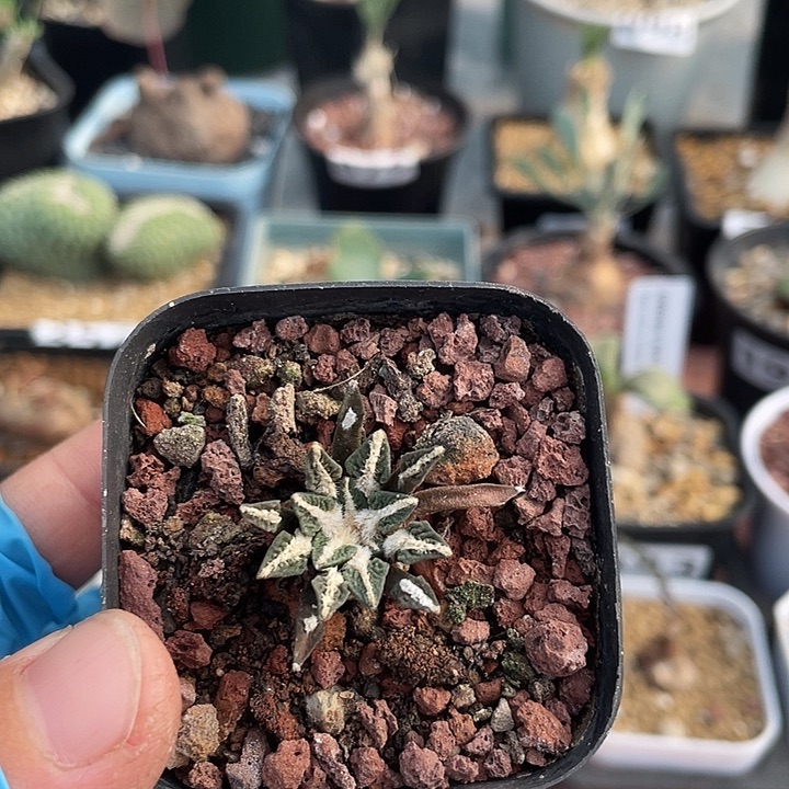 346实生黑牡丹仙人球