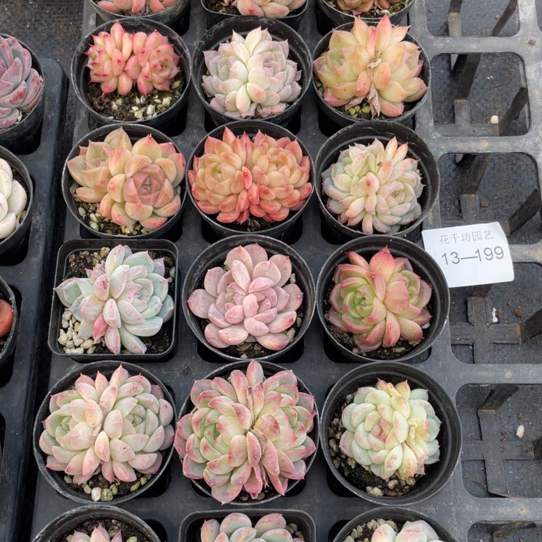 一物一拍18颗13-199