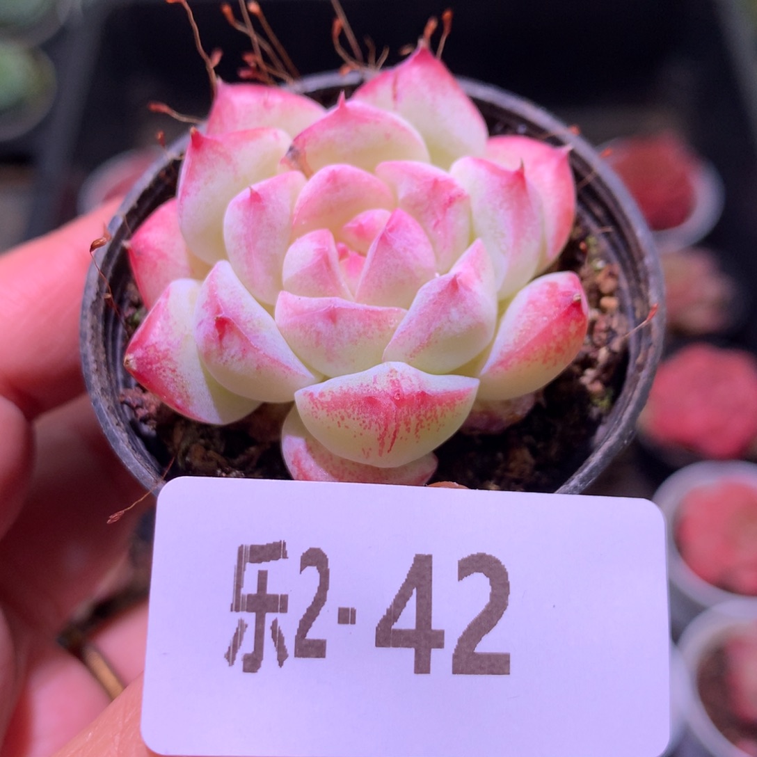 乐然 2-42 新品单头 