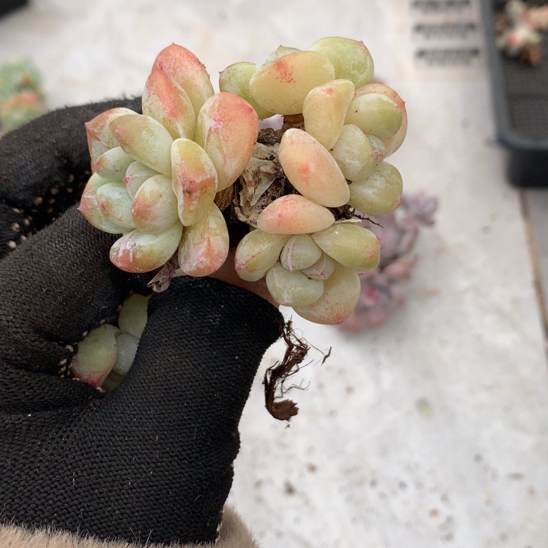 石化冰玉冰玉哈哈哈哈哈哈哈哈