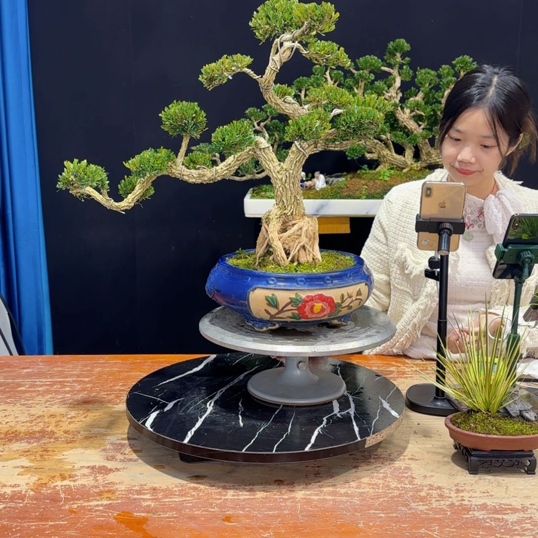 黄杨室内室外好养