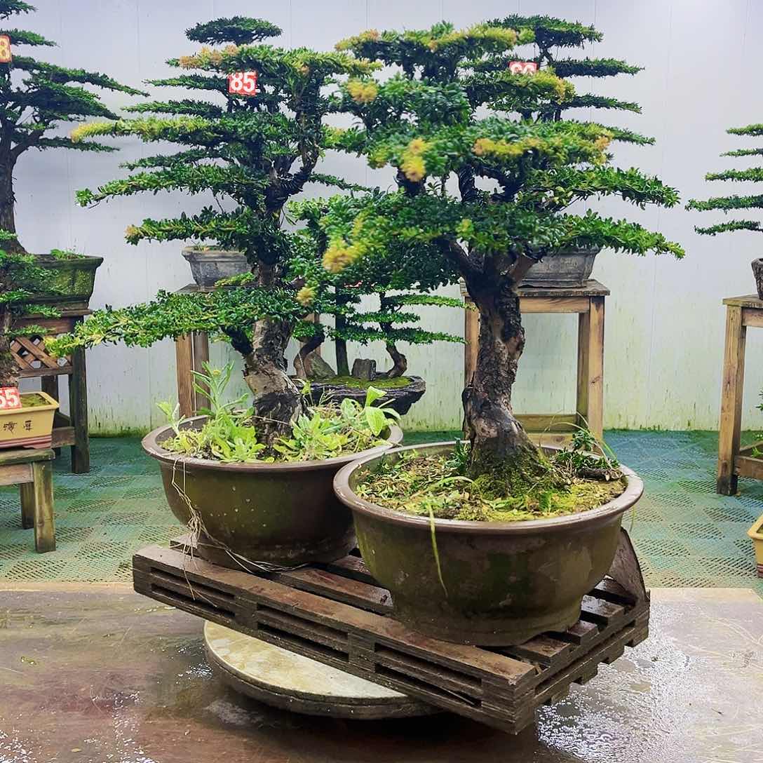 完全开放罗汉松盆景艺术