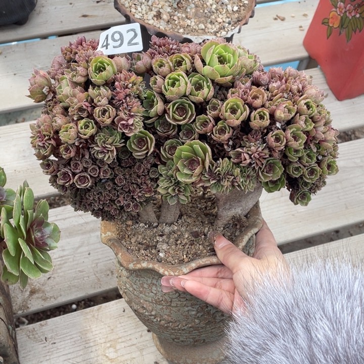 多肉葡萄的做法和吃法一