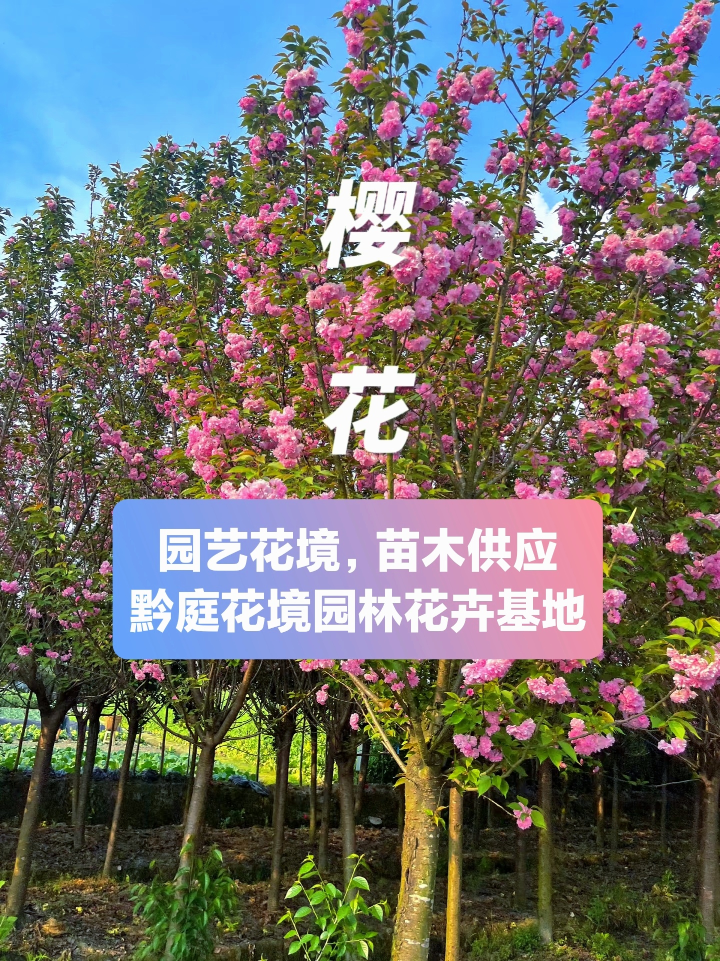 日本晚樱老桩南北方庭院正宗樱花地栽盆栽园林植物风景树老樱花树