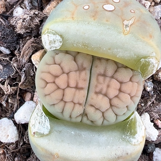 0571.黄绿富贵111111