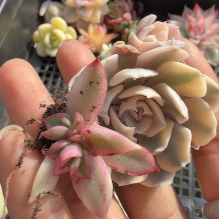 一组的锦多肉锦多肉锦