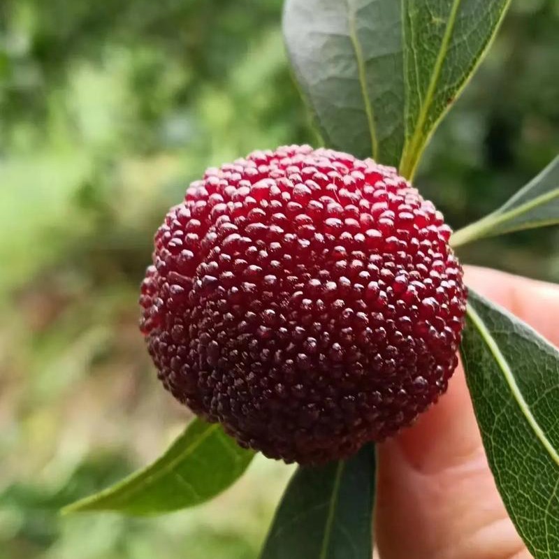 浙江杨梅1公斤净重顺丰次日包邮到家