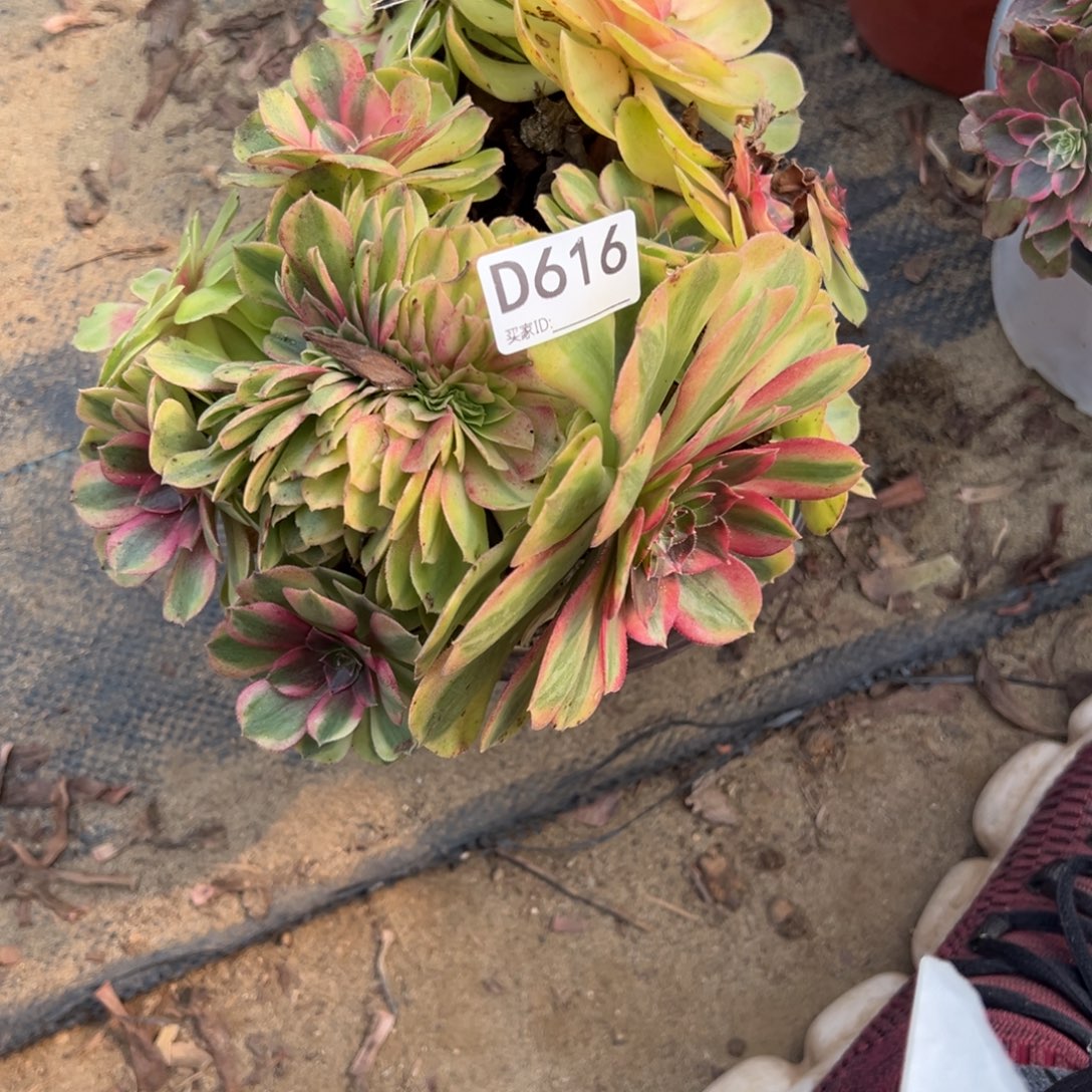 616雨荷缀化多肉植物法师