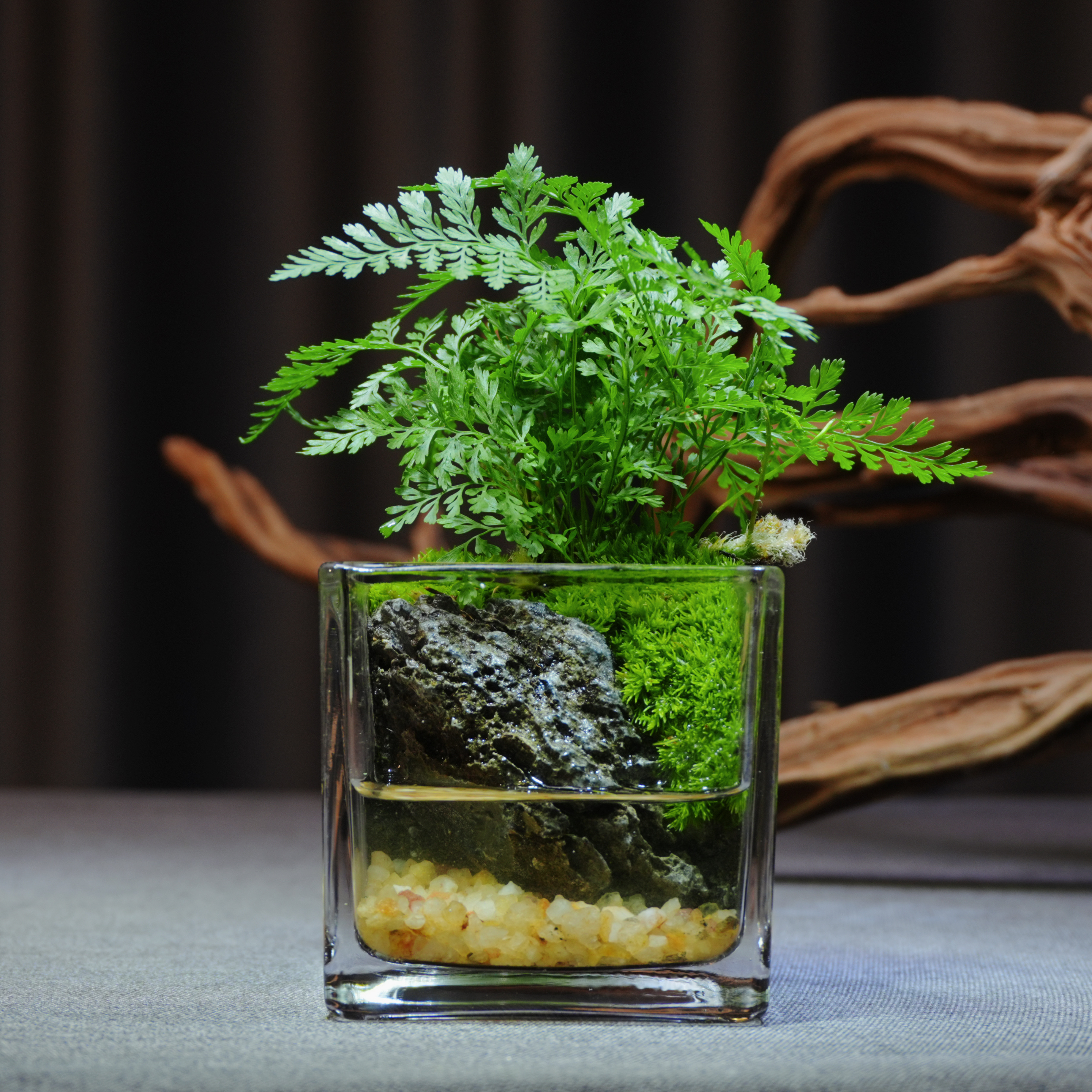 【小森林】狼尾蕨绿植微景观创意造景办公室小盆景成品懒人桌面摆件