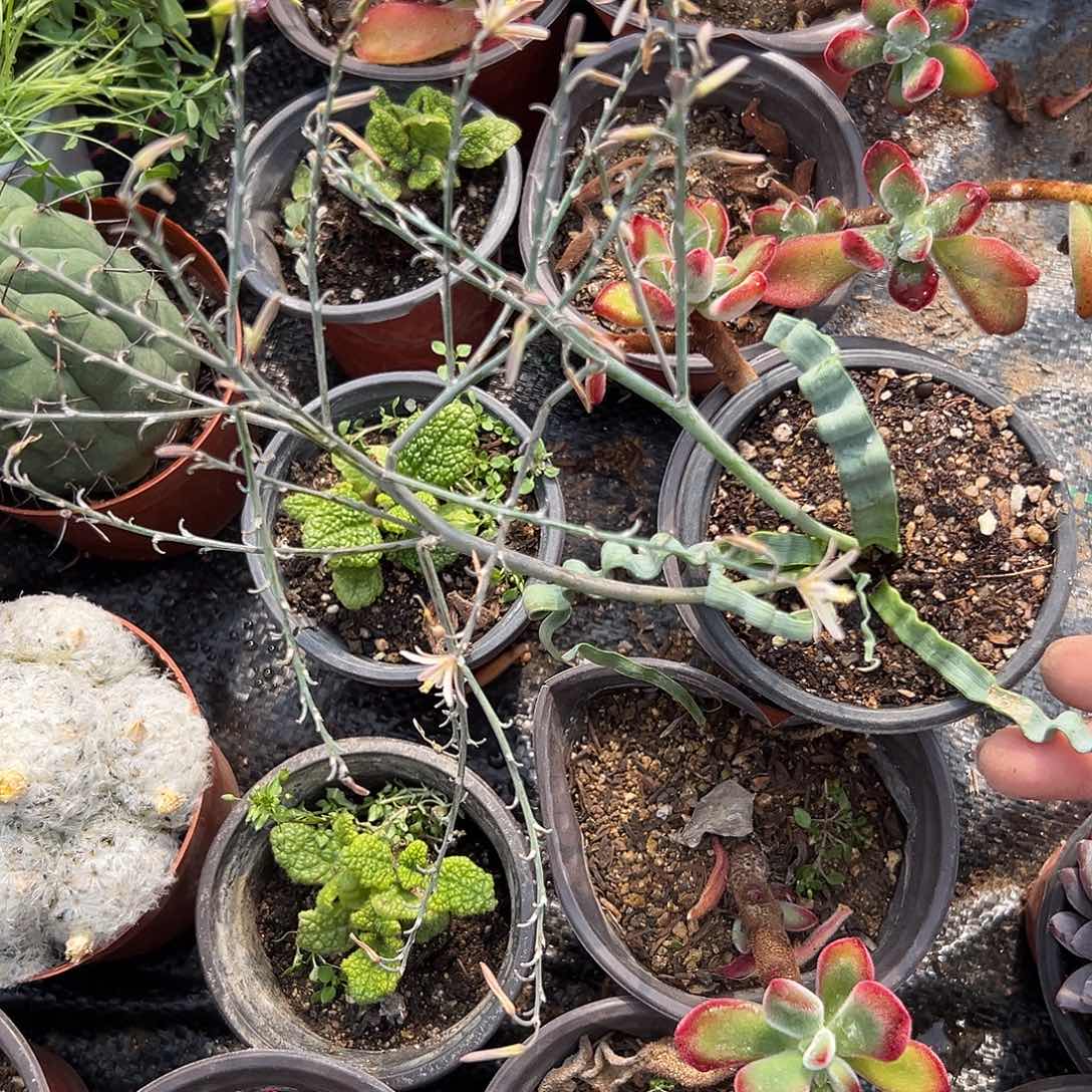 多肉植物多肉植物