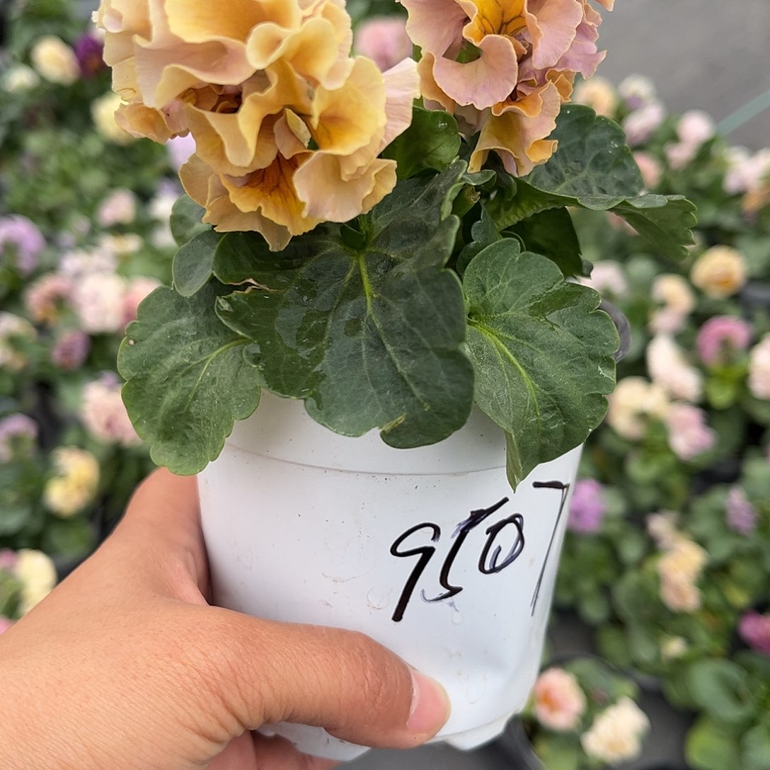 大部分花苞少量开放9504