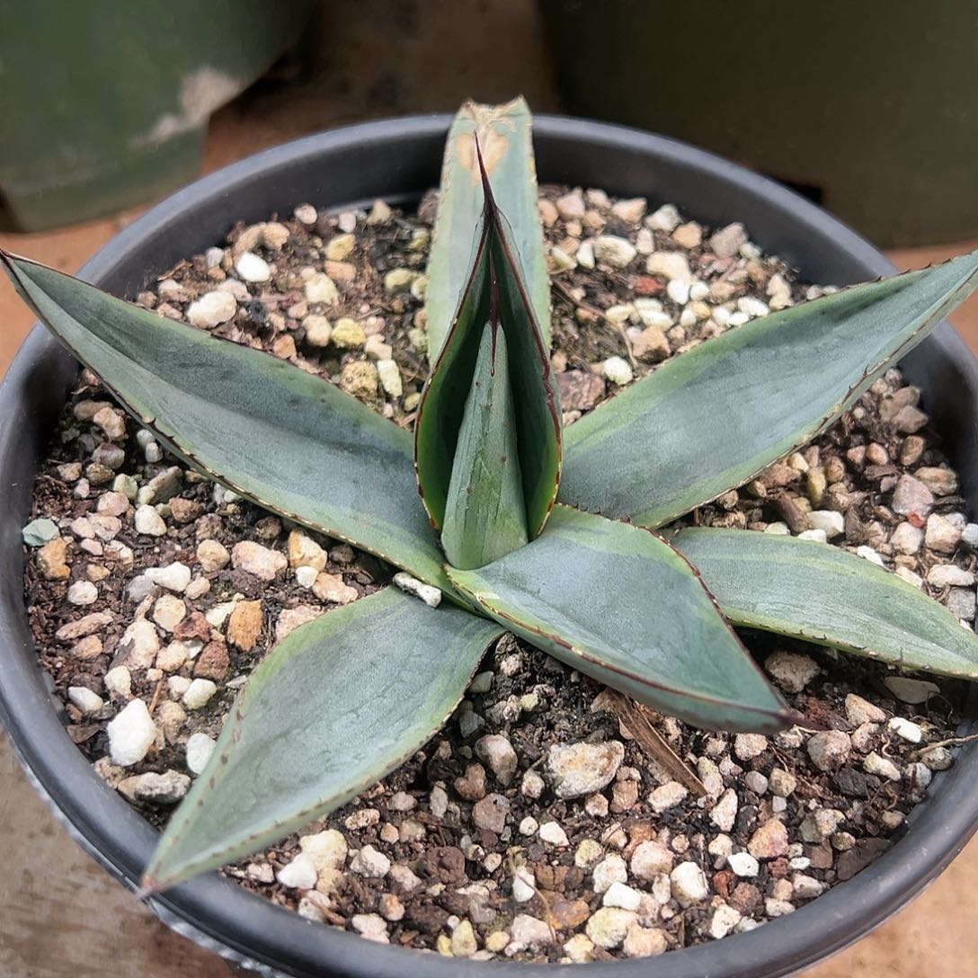 多肉植物三十三浅覆