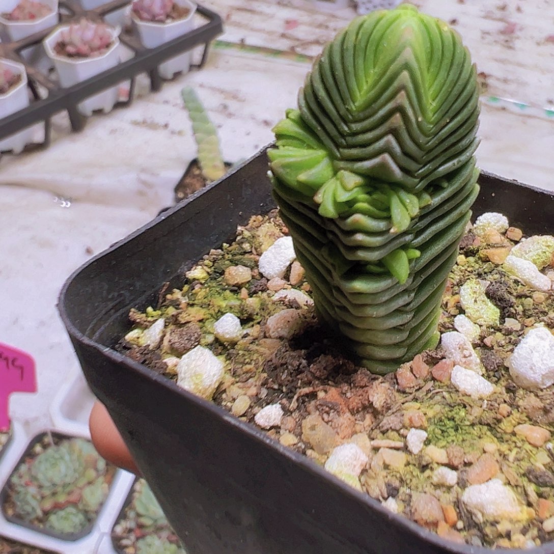 达魔塔19包邮多肉