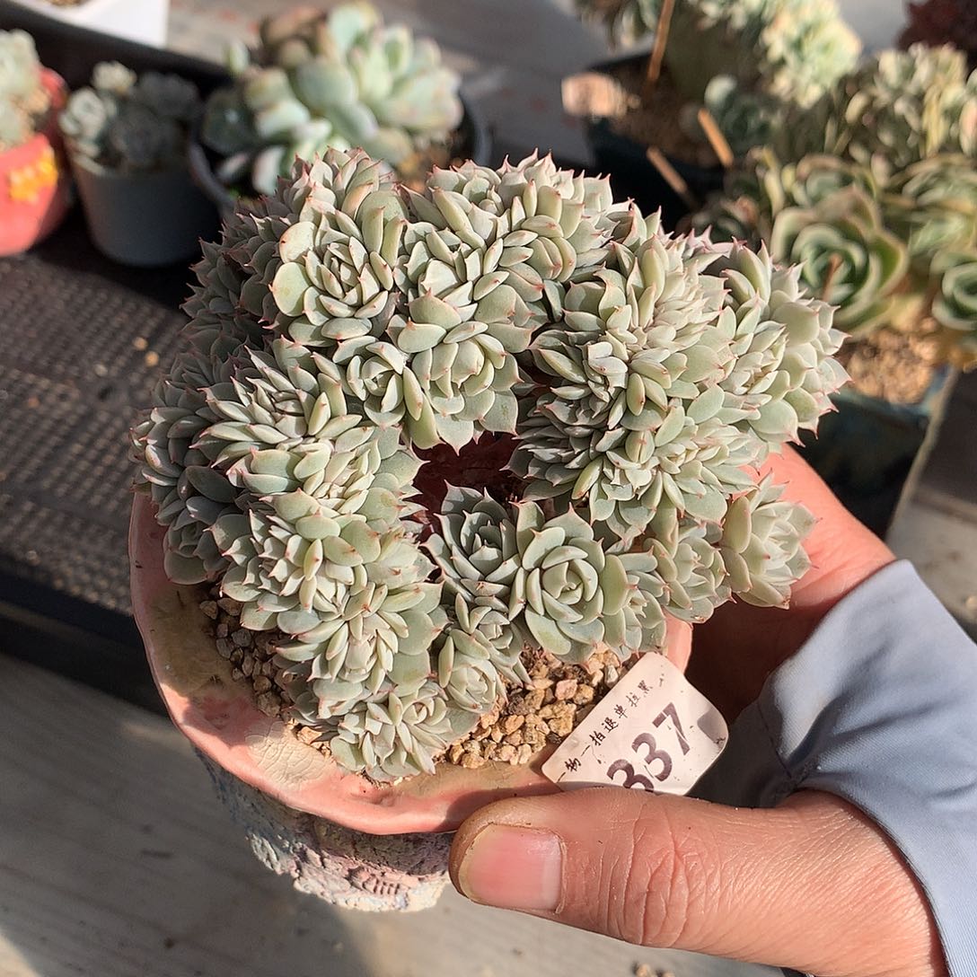 337雪域蓝巴黎朵朵缀一颗11厘米