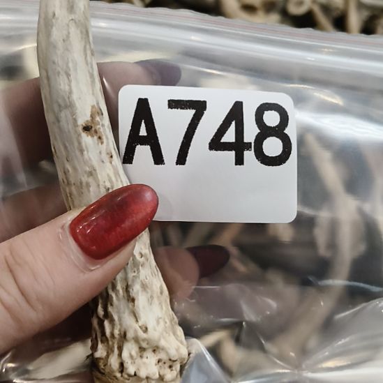 闷***猪鹿角鹿角鹿角鹿角鹿角