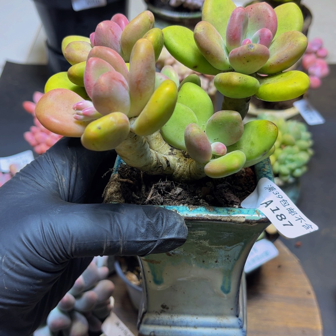 187芒果奶2厘米多肉