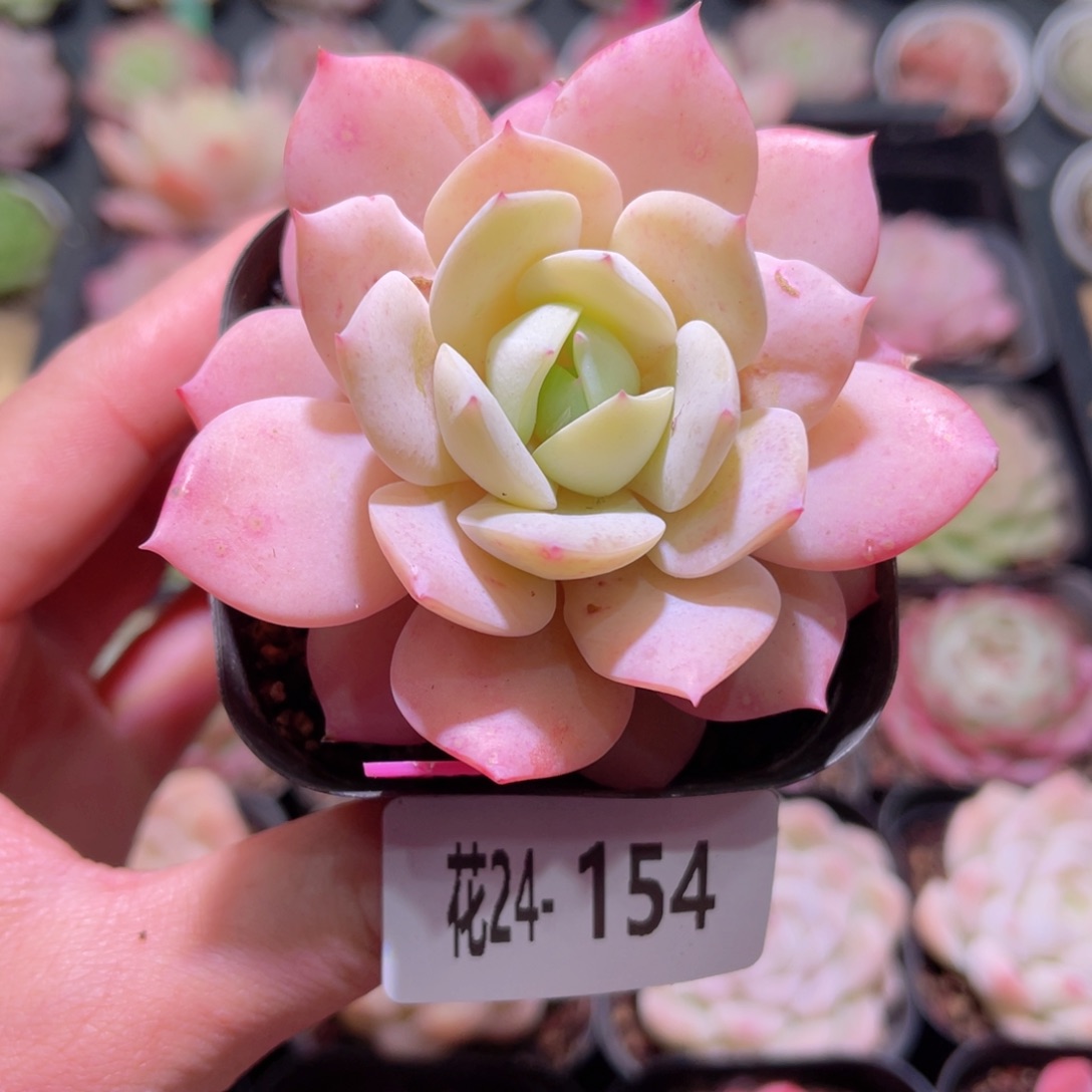 花利美24-154恋曲