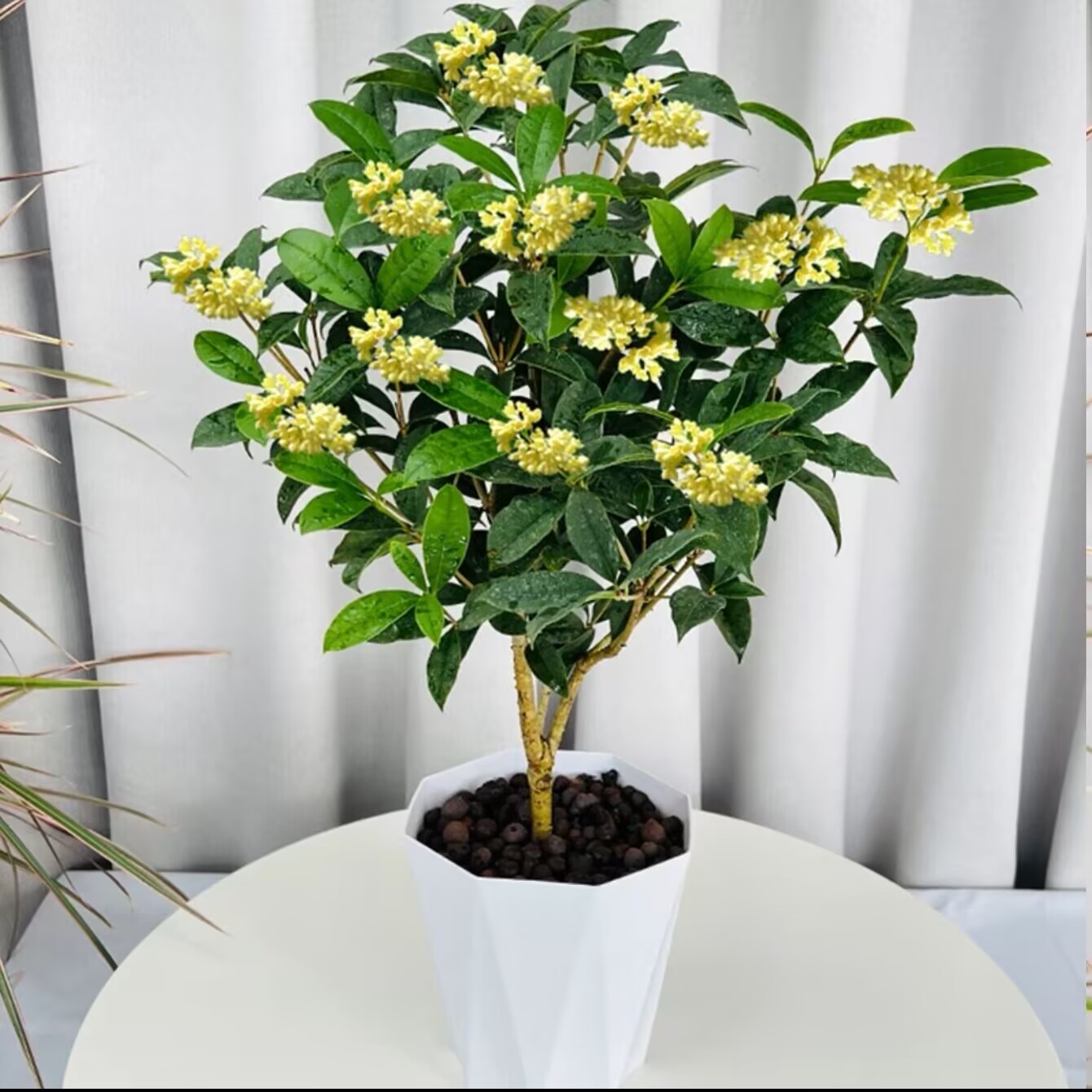 四季桂花盆栽树苗花开带香味室内植物阳台花卉庭院办公室花期超长