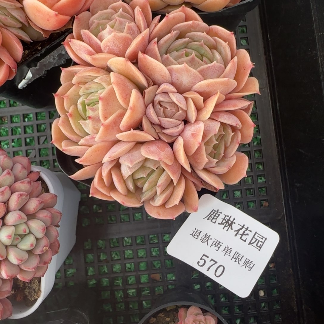 闪购精品多肉570号