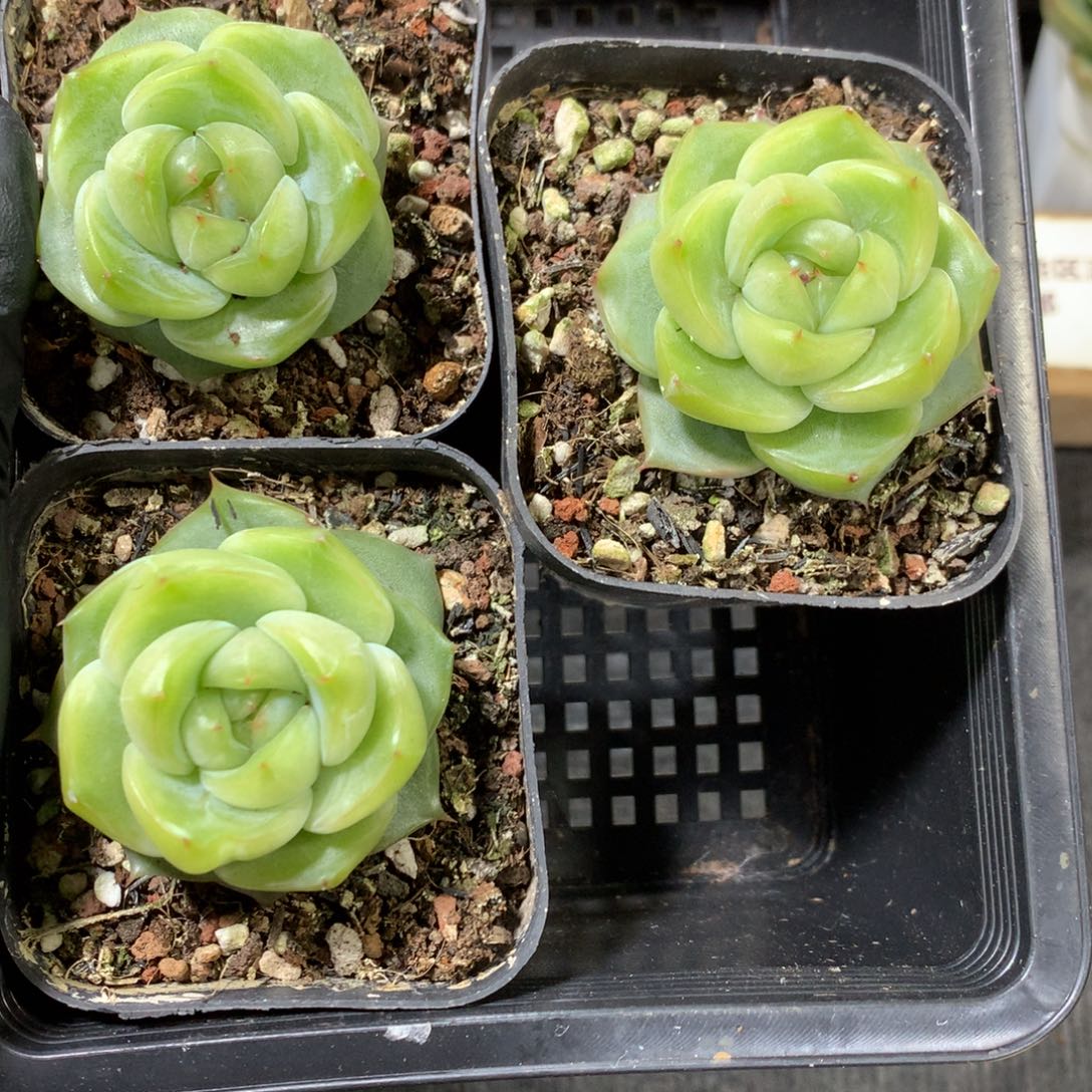 懒羊羊精品一物一拍