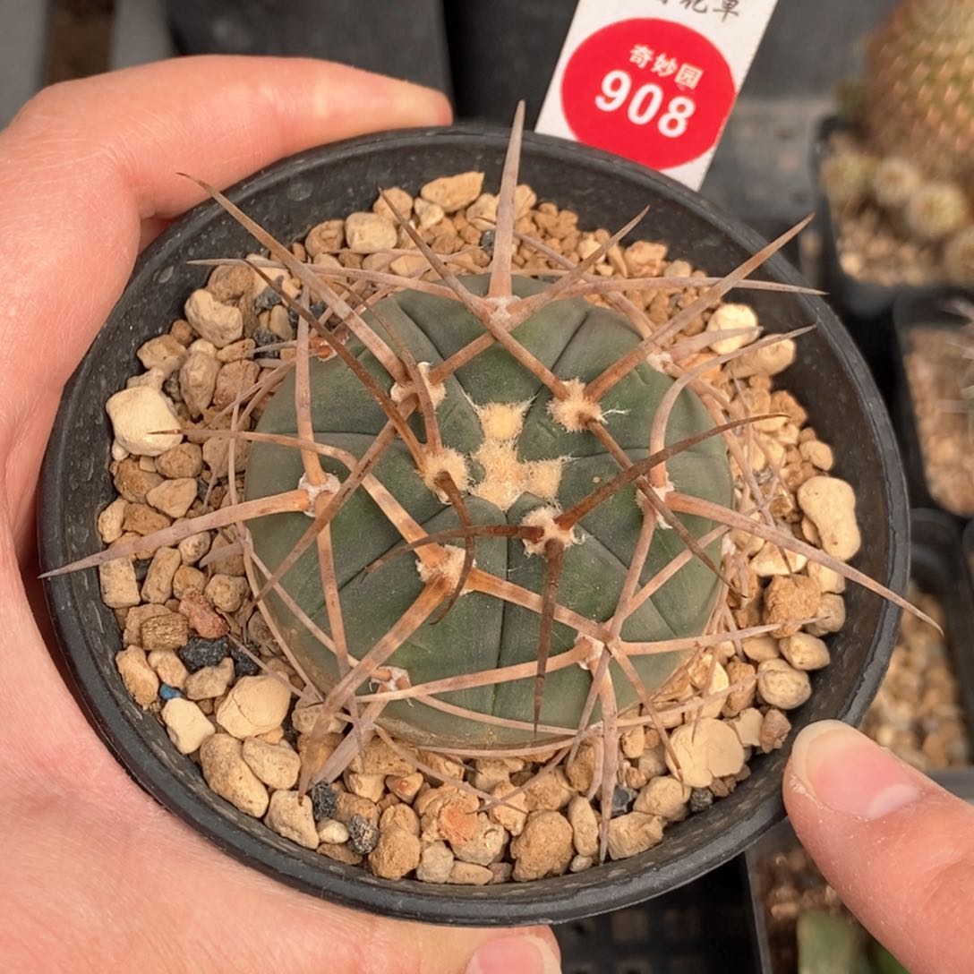 实生超刺天平丸5.2cm