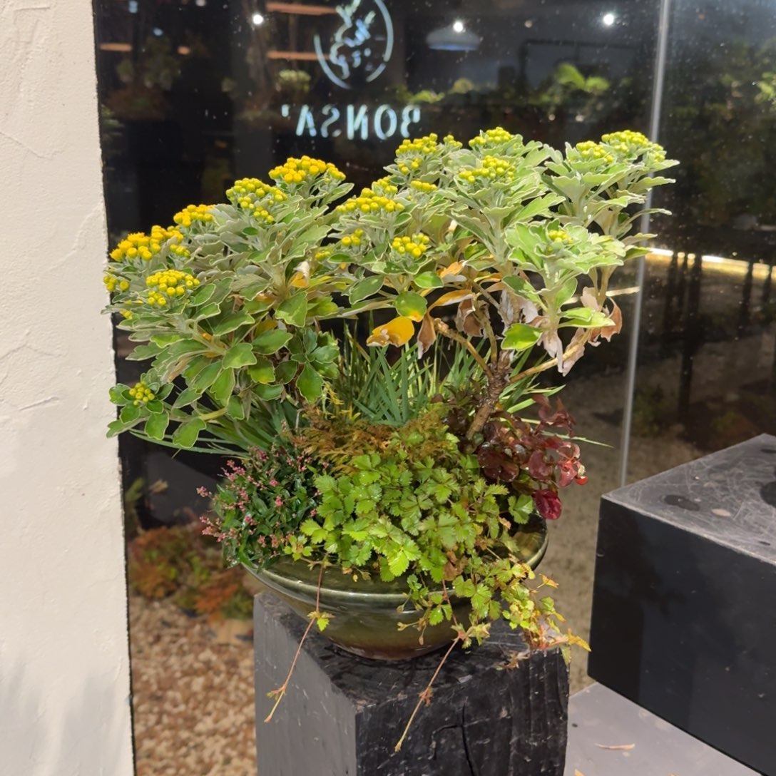 全部花朵山野草大陶盆