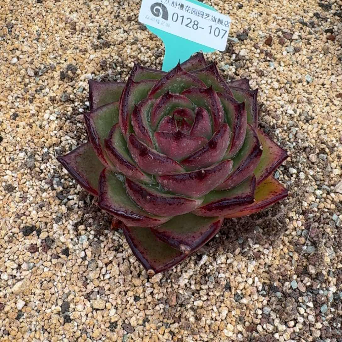 从前慢花园多肉0128-107