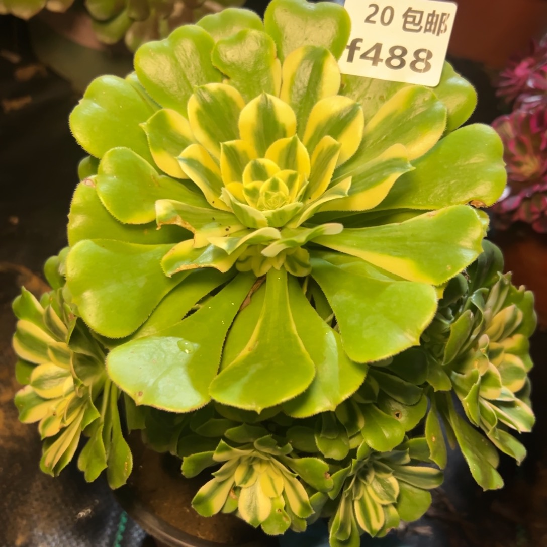 488新尼亚，满20包邮嘟叮熊