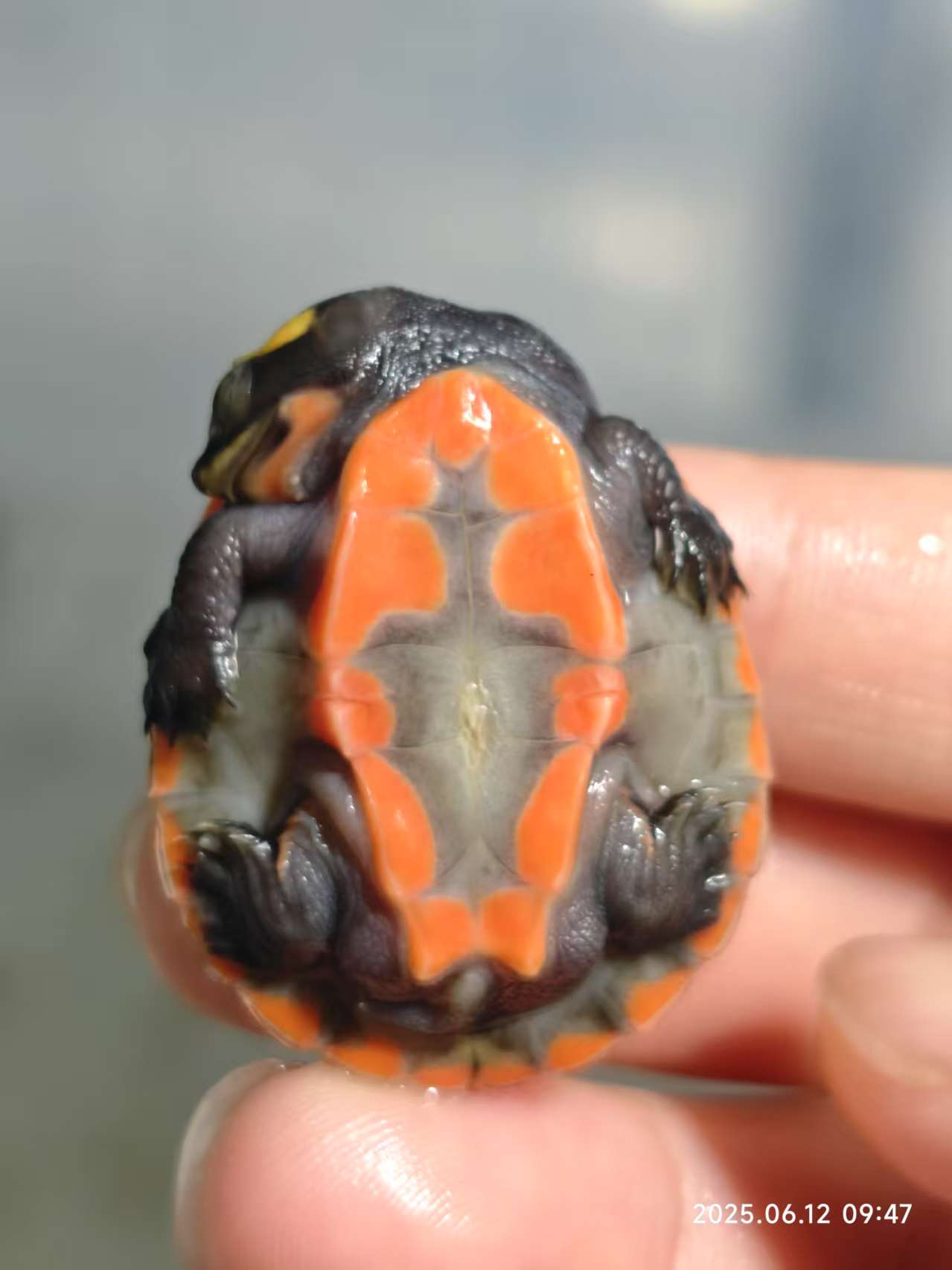 【直播间福袋】圆澳龟