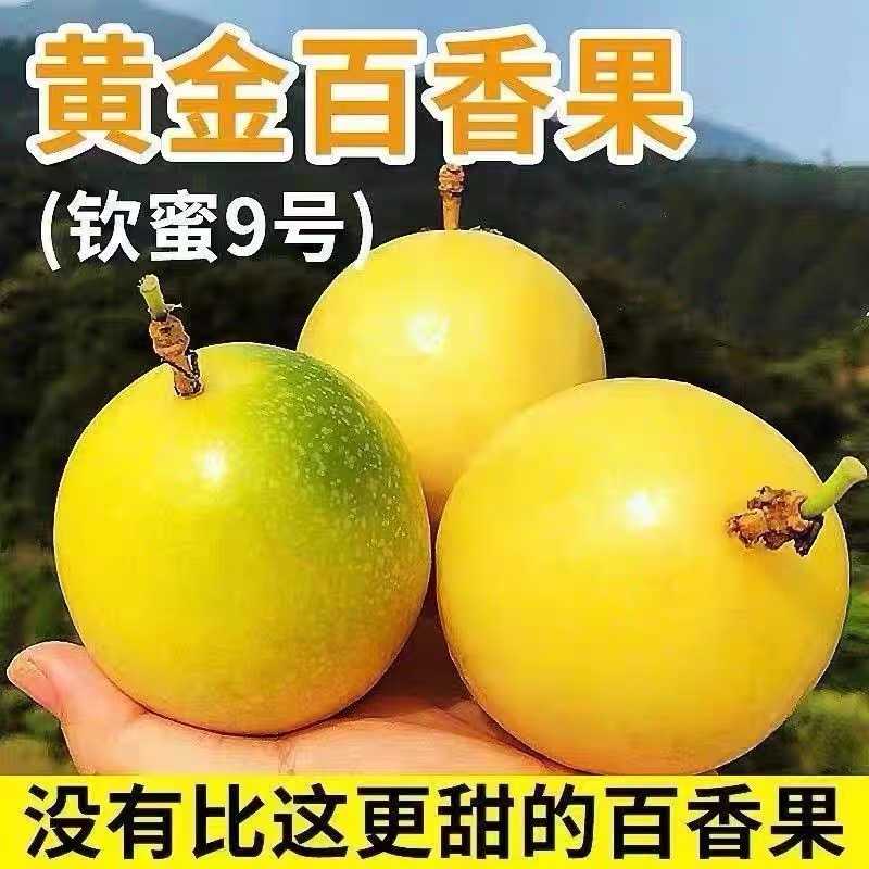 只发新疆【百香果】2KG正宗广西钦蜜9号黄金百香果新鲜现摘香甜多汁钦蜜9号广西壮族自治区