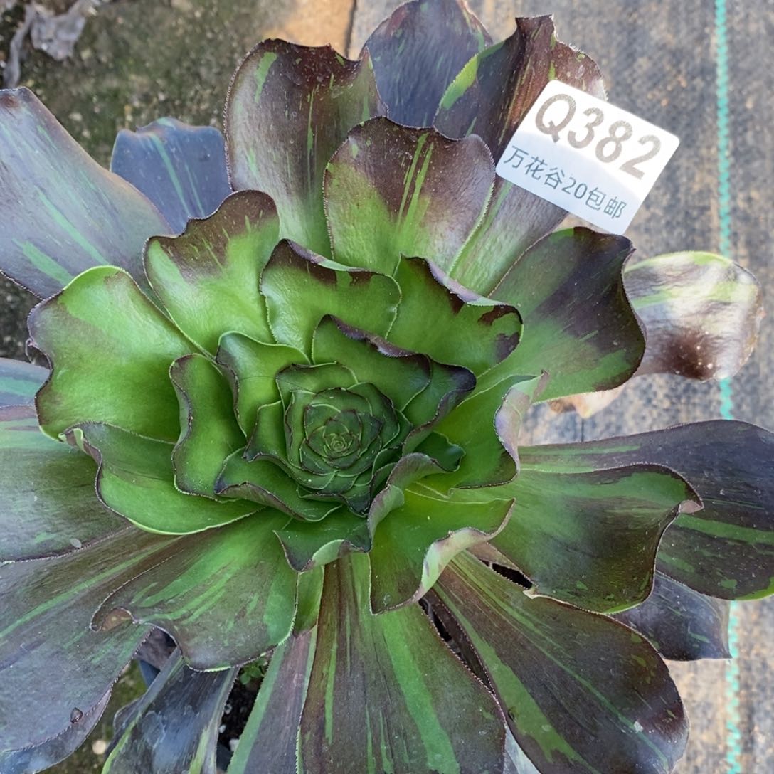 382花斑鹿多肉植物