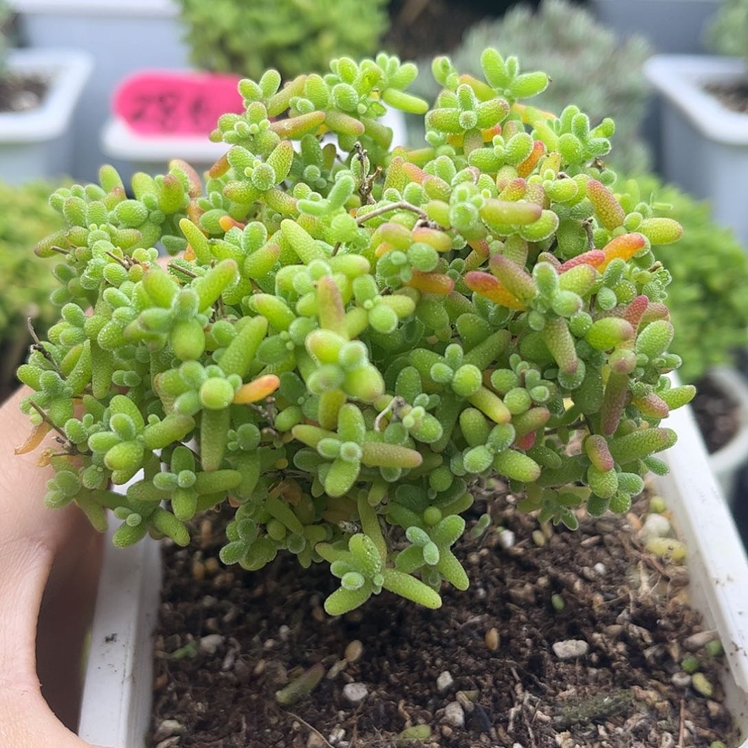 14蜜桔糖球优选枝干