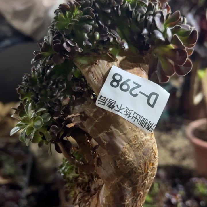 妞*298欧紫砍头无根不售后