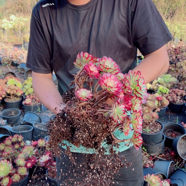 小颗红铜露养多肉法师