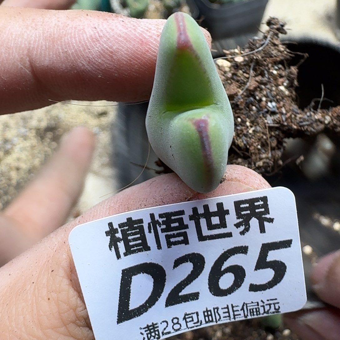 多肉植物的嘴fgbb