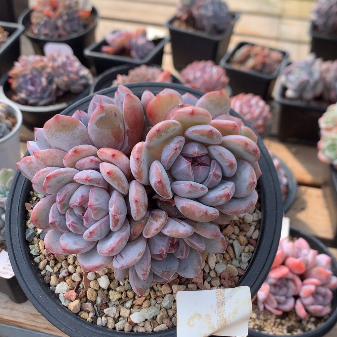 13厘米五头有砍紫皮石榴籽 5477