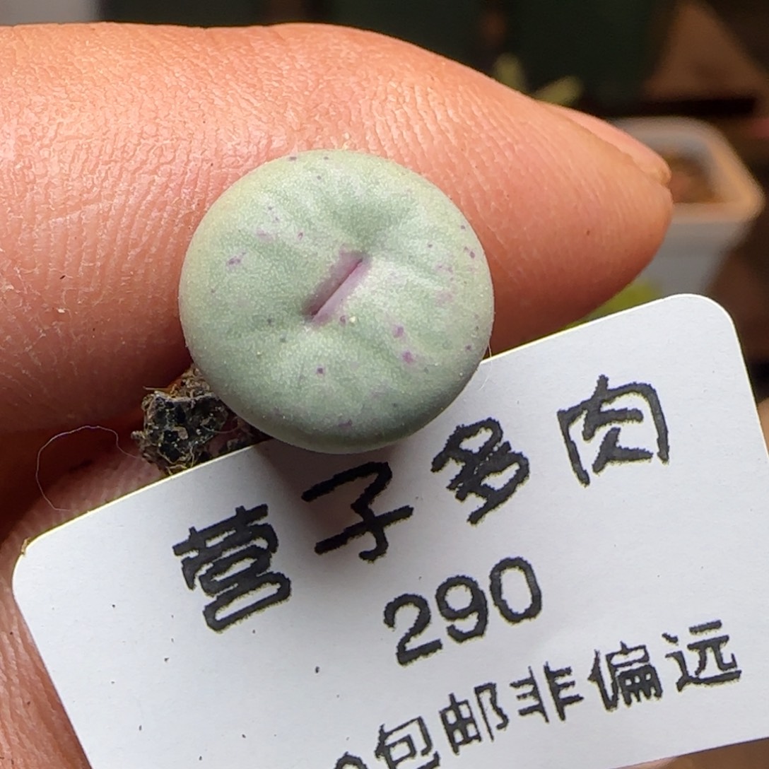   紫皮红嘴。           