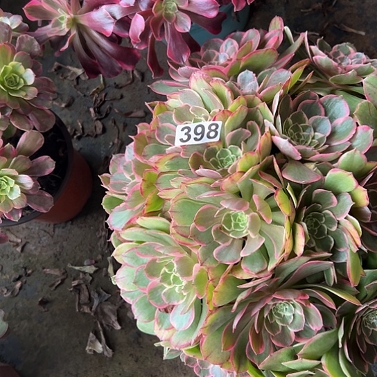 阿***肉多肉植物一个粉花妖398