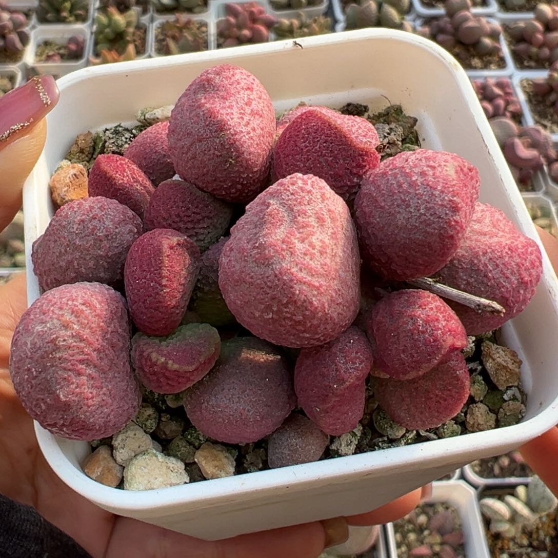 夏娃多头纯木质桩多肉植物水泡