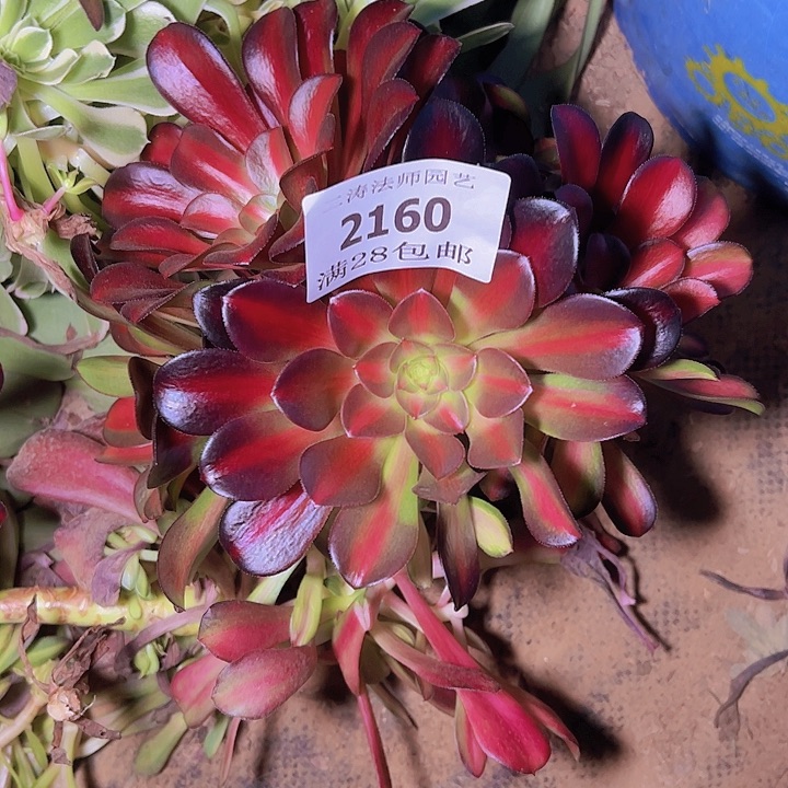 2160红日多肉植物无根