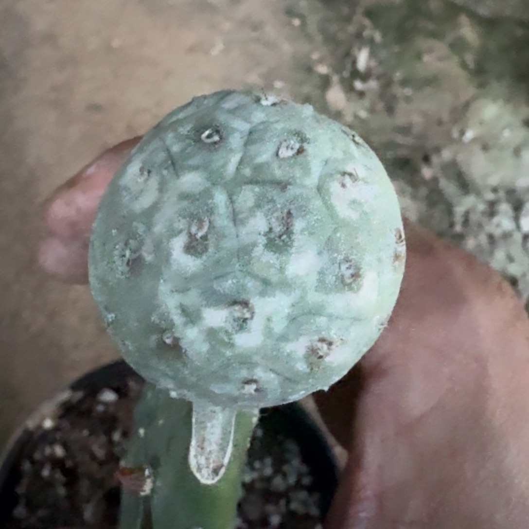 【闪购商品】苗接进口龙鳞锦习志野