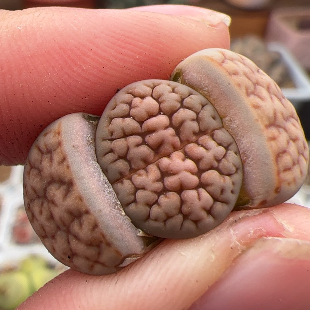 0255号红脑花 多肉植物