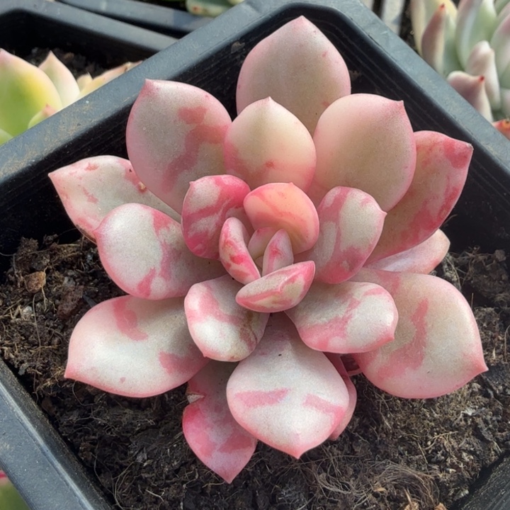 大红袍云里锦一刻的锦