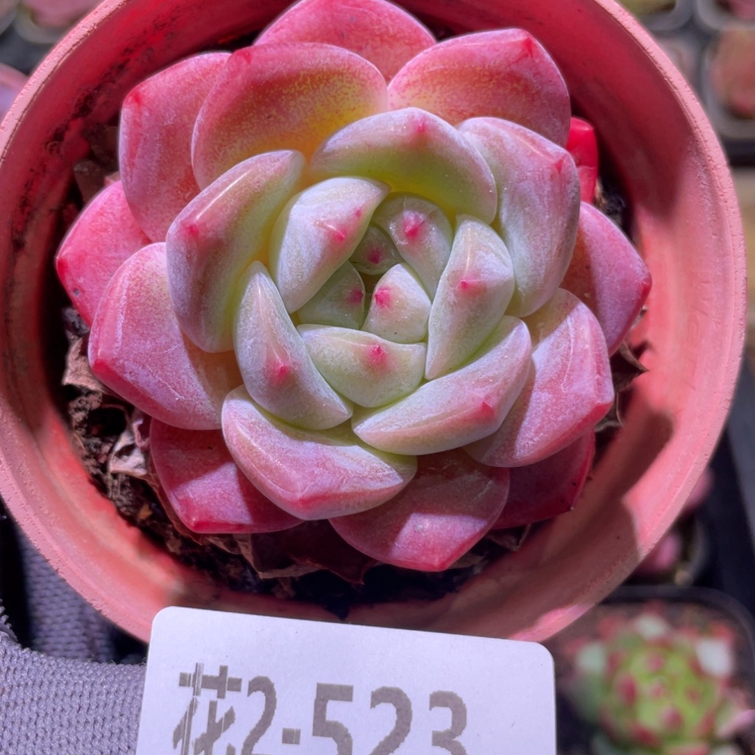 花利美2-523冰糖 