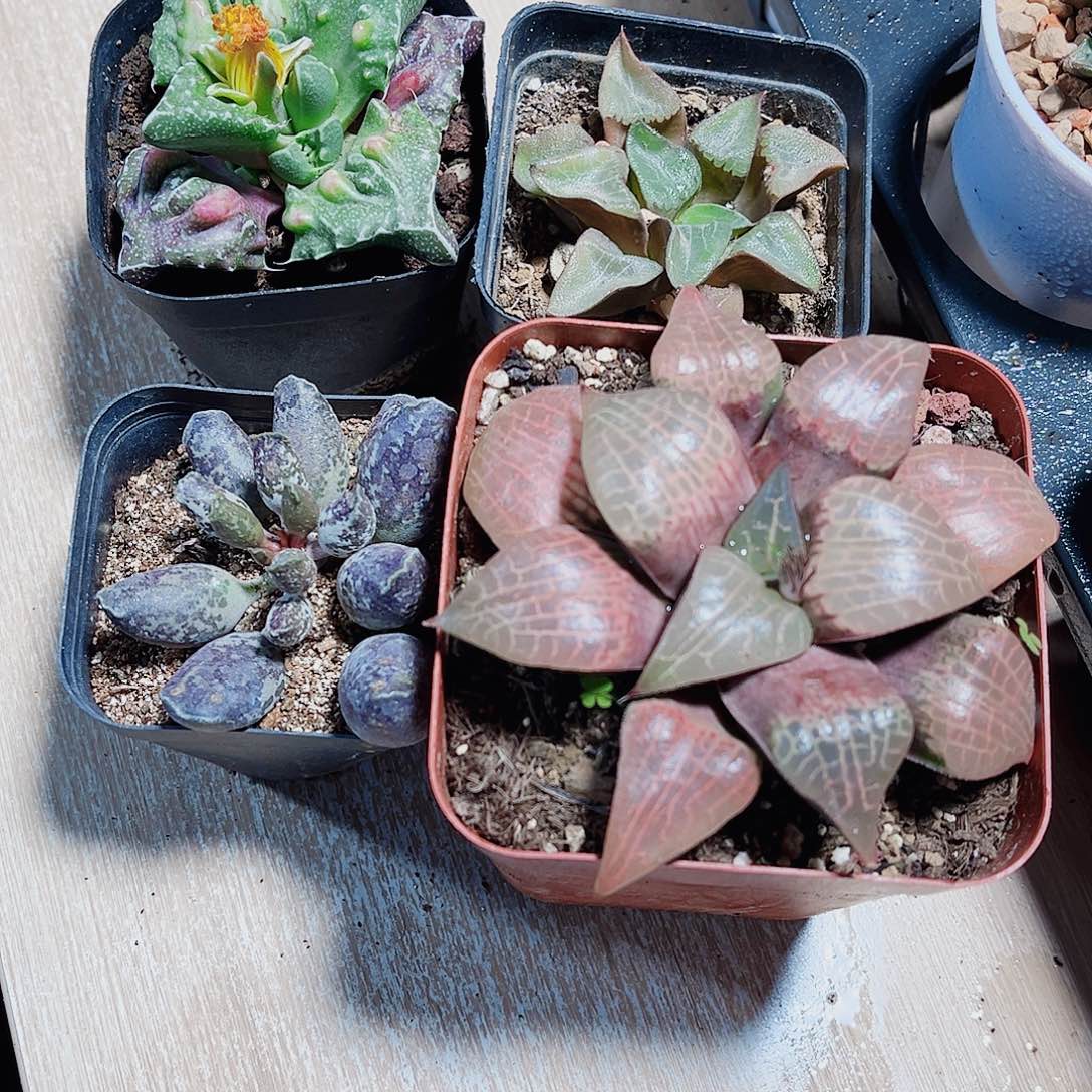 四颗肉肉都是精品