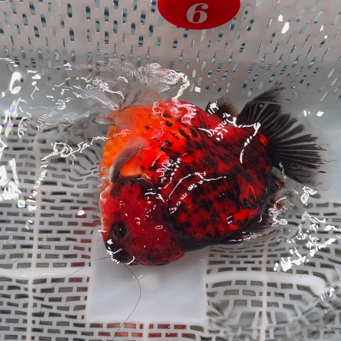 彩***工海水鱼微瑕都没出